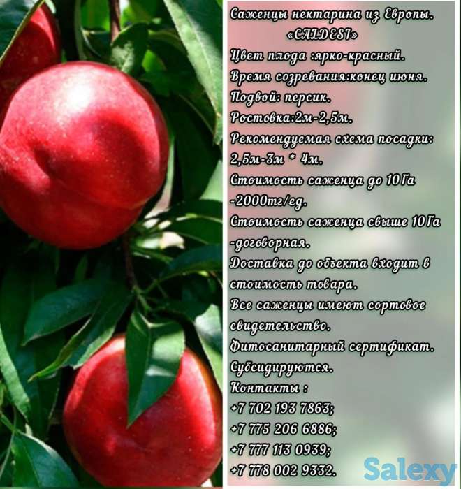 Саженцы нектарина Caldesi (Калдези) Сербия, фотография 1