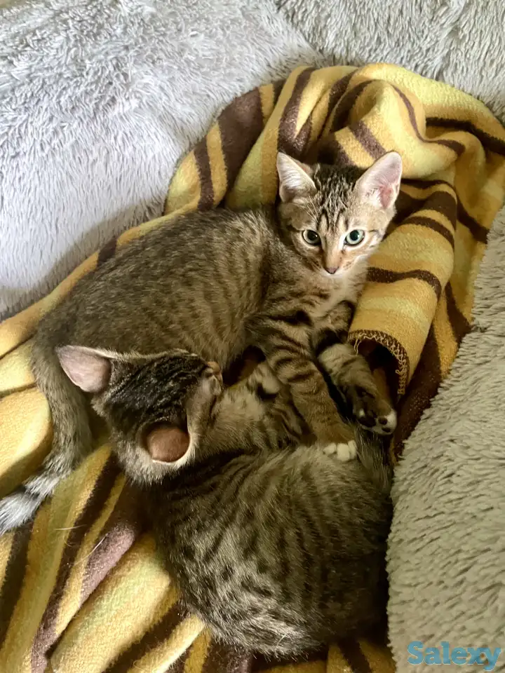 Котята в добрые руки, фотография 3