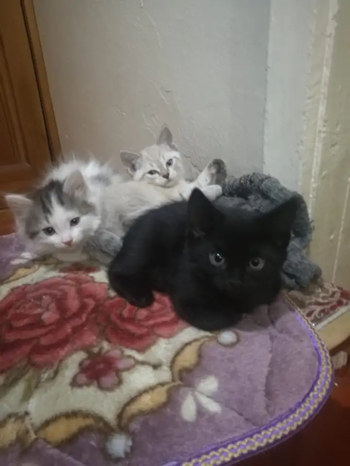 Отдам котят в добрые руки, фотография 1