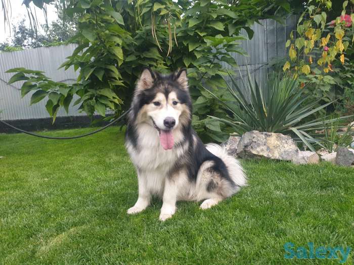 Вязка аляскинский маламут, фотография 1