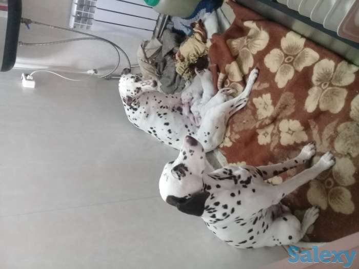 Продам щенков Далматина, фотография 1