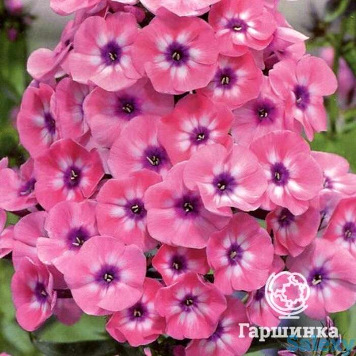 Флокс метельчатый ларисса, фотография 1