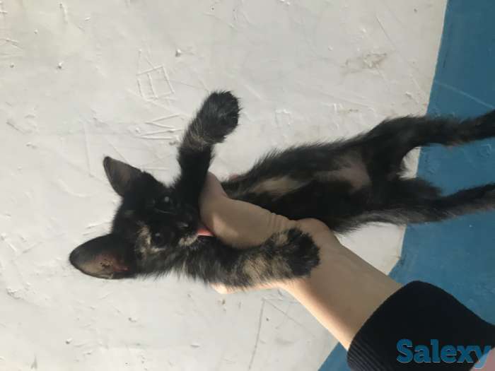 Отдам котят в хорошие руки, фотография 2