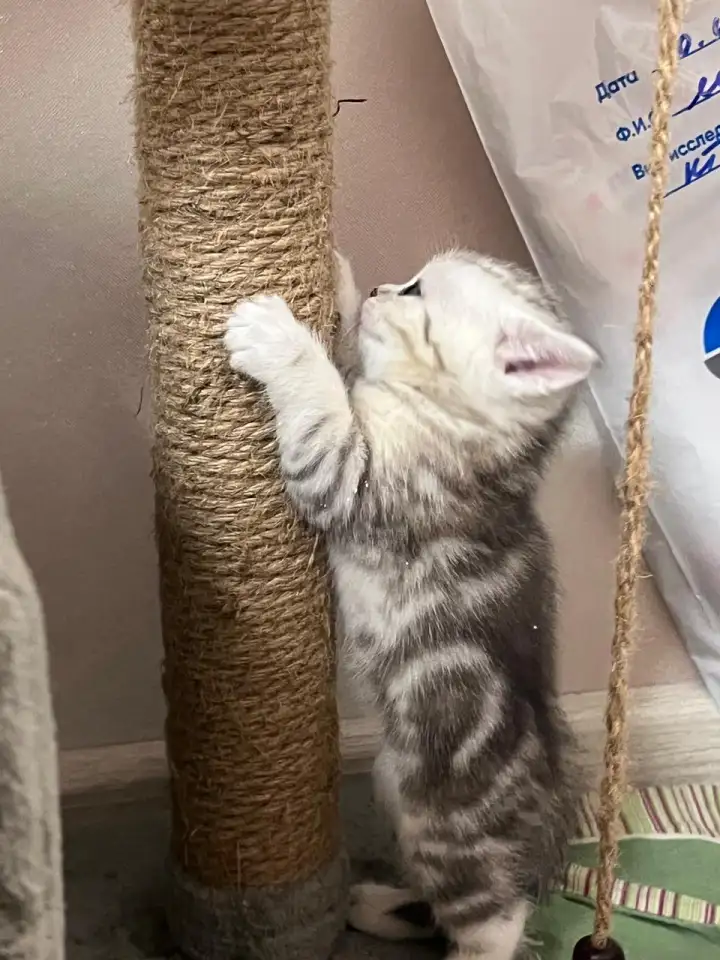 Шотландские котята, фотография 7