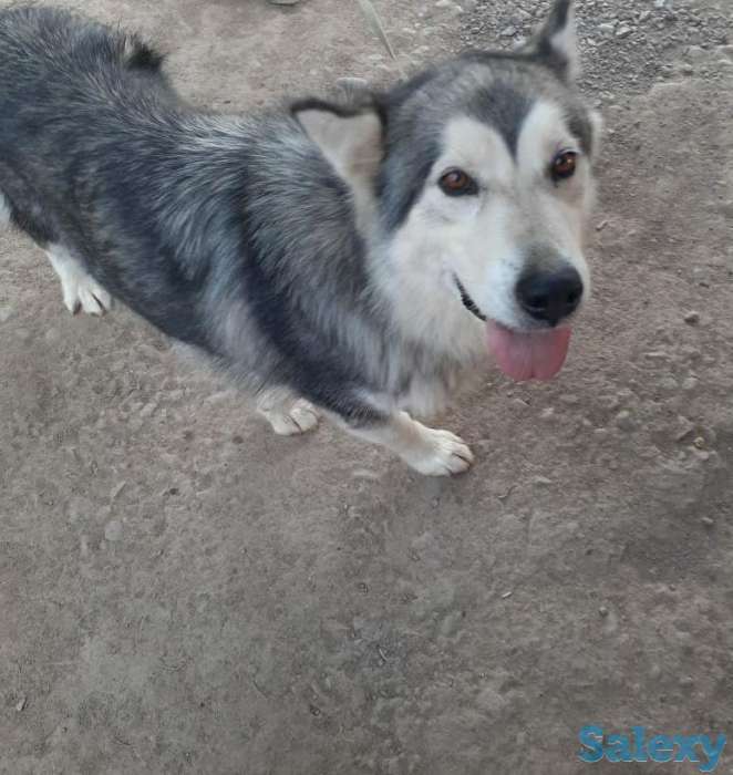 Продам маламута девочку, фотография 2