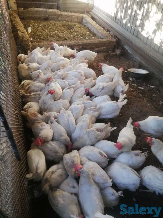 Куры домашние, фотография 1