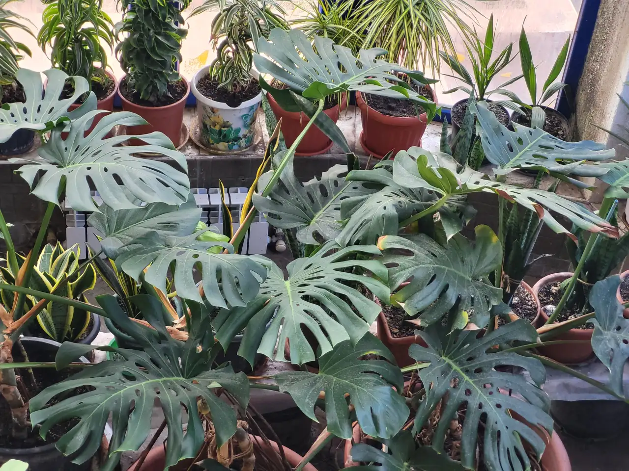 Продам гигантские Монстеры, фотография 1