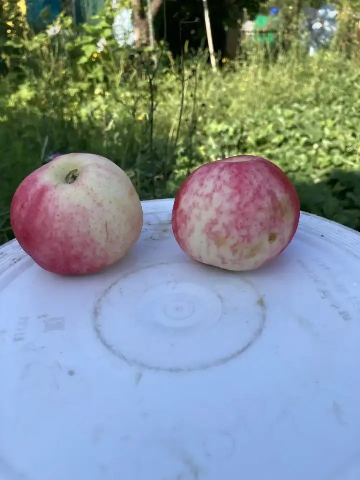 Саженцы яблони, фотография 1