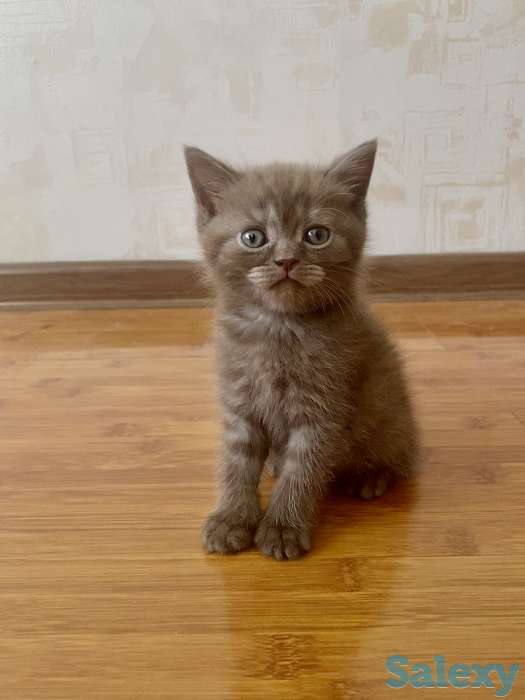 Котята вислоухие, фотография 4