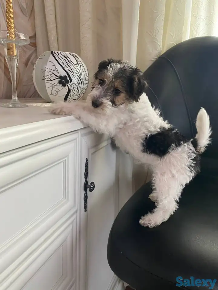 Предлагаются к продаже очаровательные щенки фокстерьера!!, фотография 7