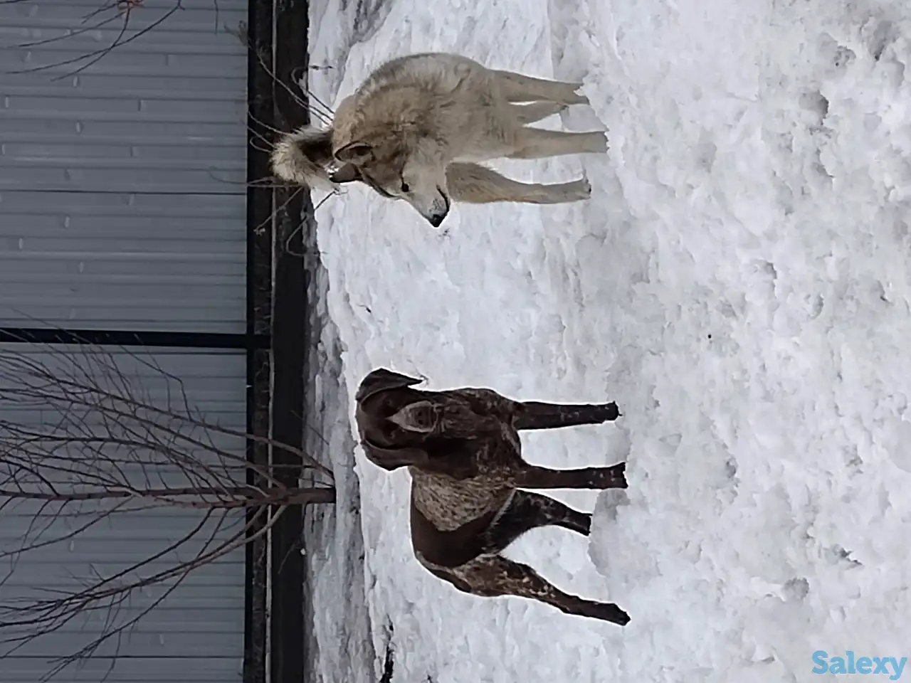 Курцхаар 9 айлык Кыз, фотография 1