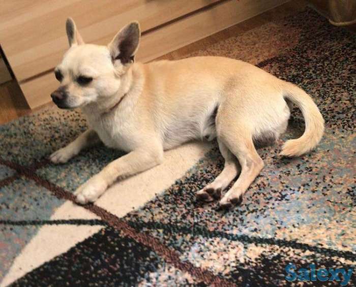 Пропала собака, фотография 1