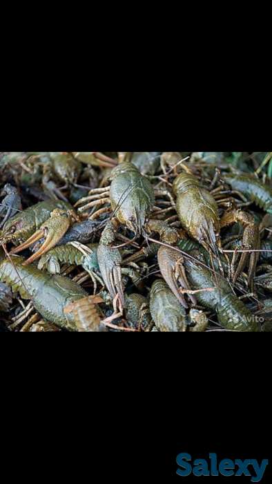 Куплю раков, фотография 1