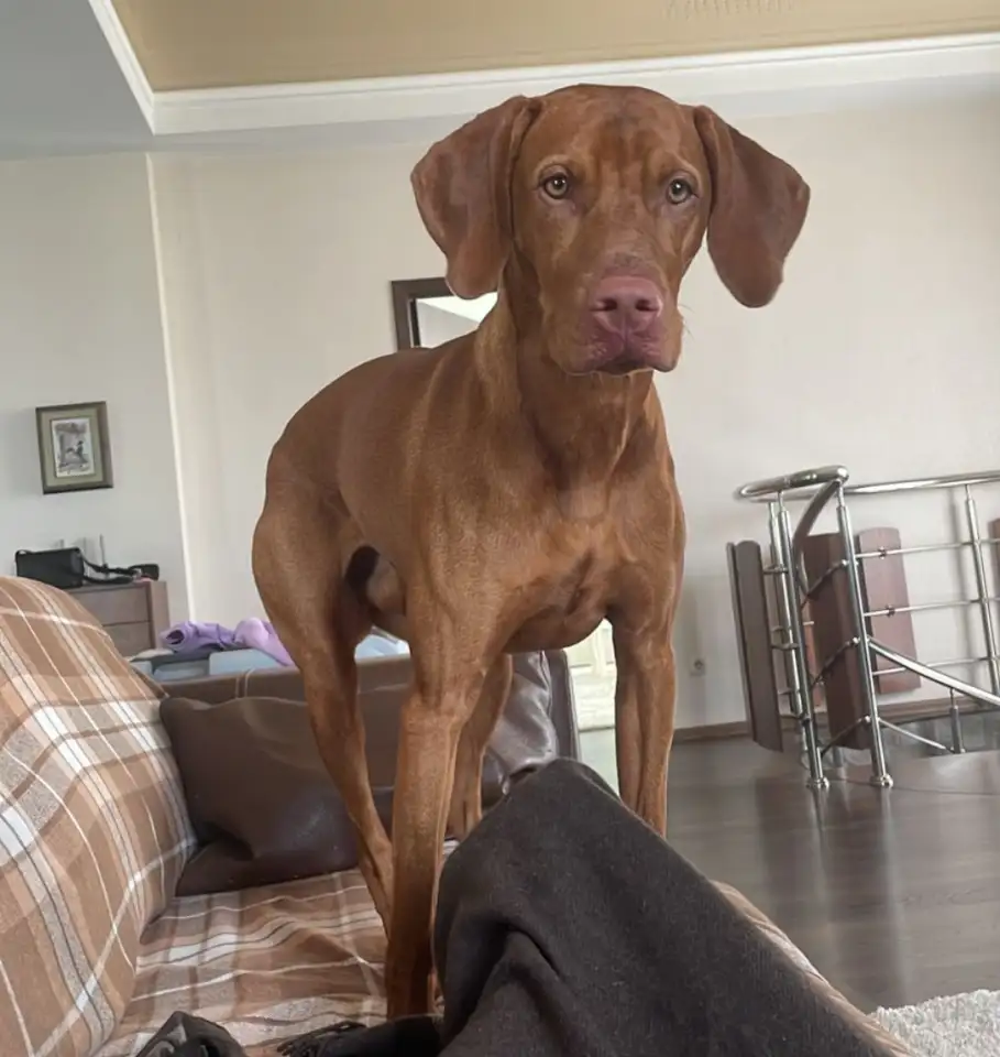 Щенки Венгерской выжлы, фотография 6