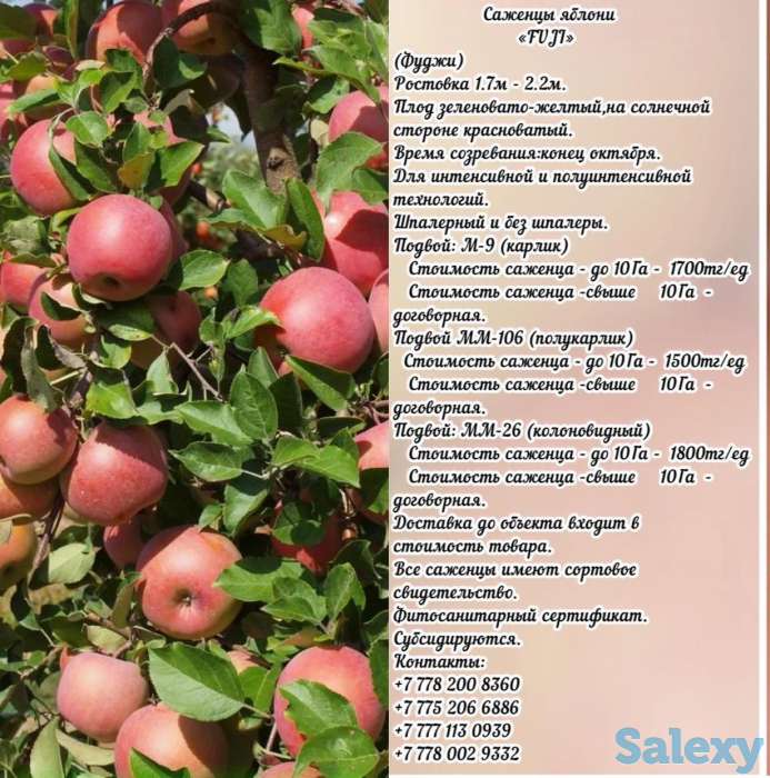 Саженцы яблони 