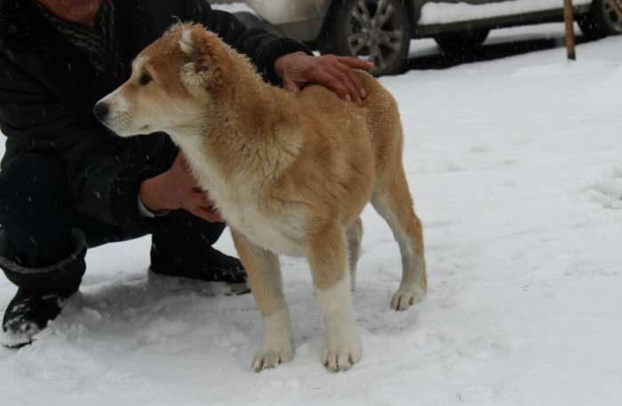 Элитные щенки алабая (тобеты) с родословной, фотография 3