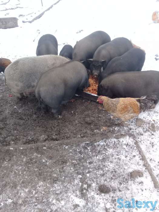 Вьетнамские свинки, фотография 3