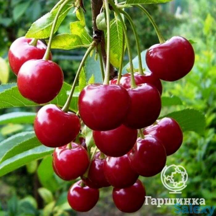 Вишня малиновка, фотография 1