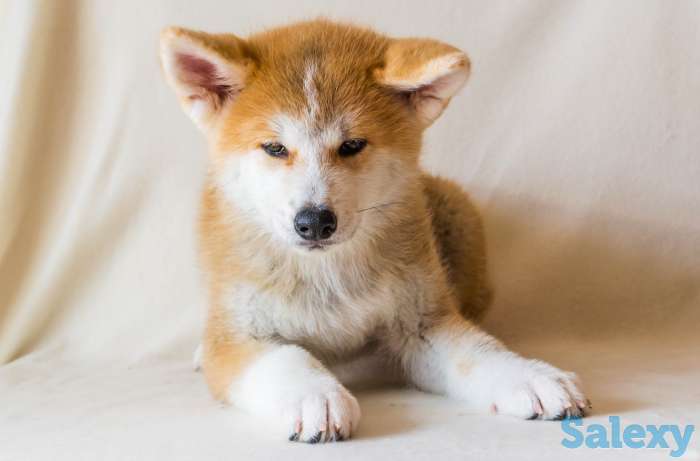 Щенки Акита-ину, фотография 2