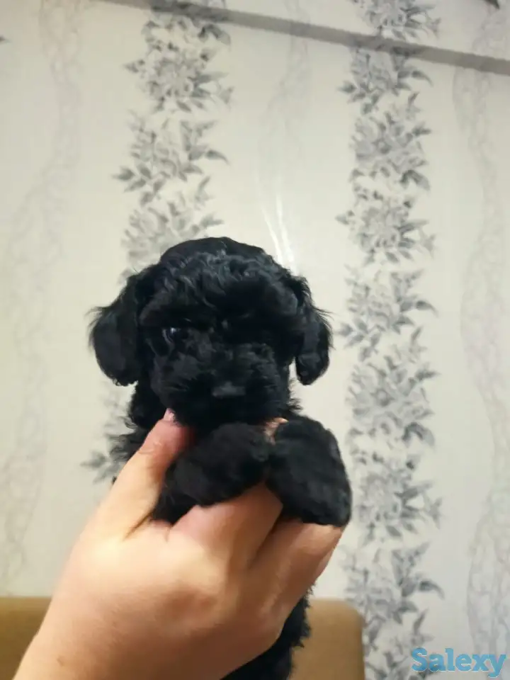 Продажа мальтипу, фотография 1