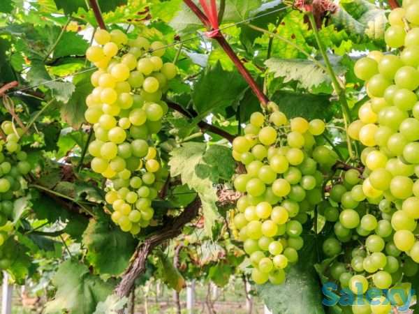 Саженцы винограда, фотография 2