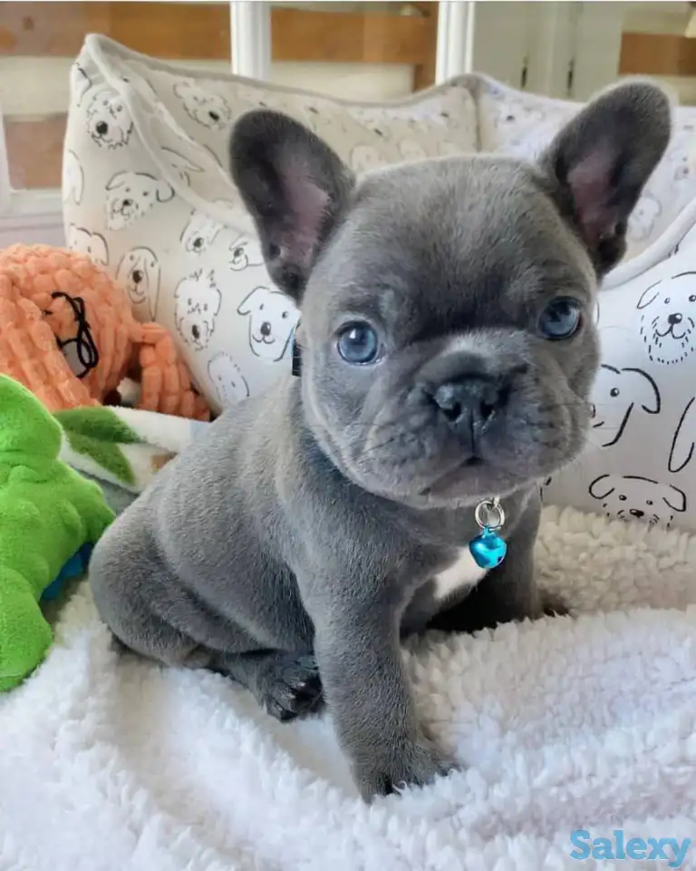Продаются щенки французского бульдога, фотография 1