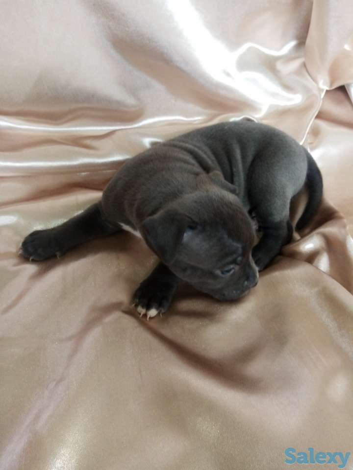 Открыт резерв щенков американского питбуль терьера, фотография 7