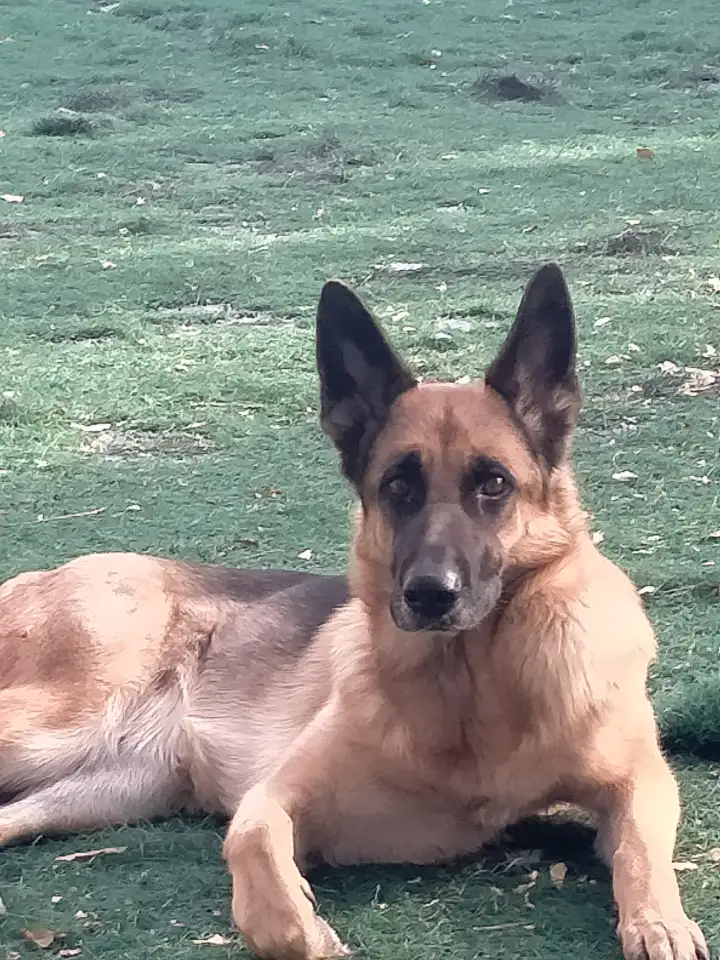 Специалист по поведению собак, фотография 1