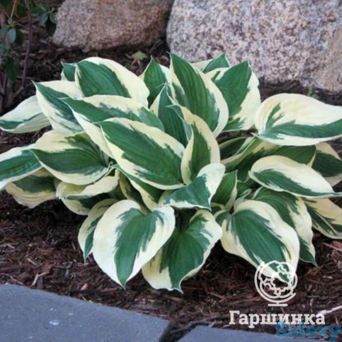 Хоста Минитмэн (SM), фотография 1