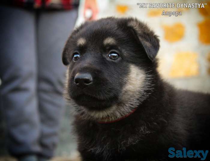Щенки Восточноевропейской овчарки, фотография 1