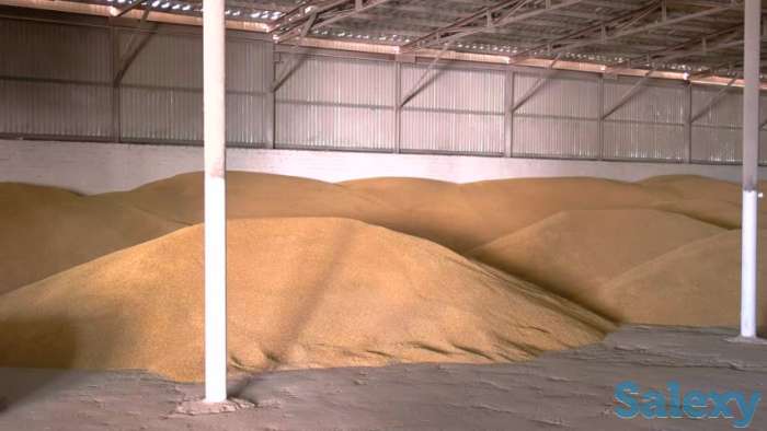 Продам зерно 3,4,5 класс, фотография 3