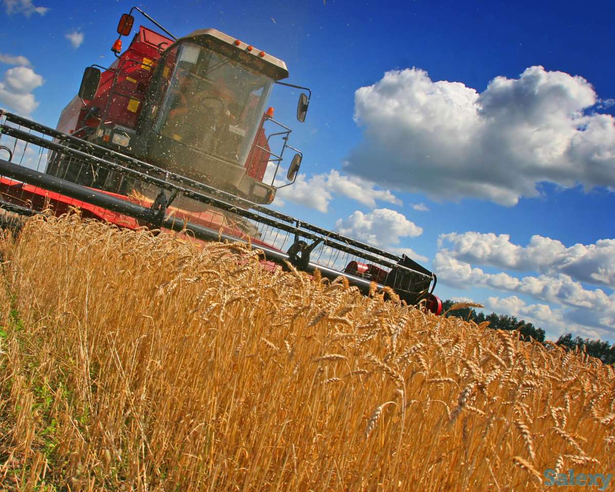 пшеница  оптом  от  5000тонн., фотография 4