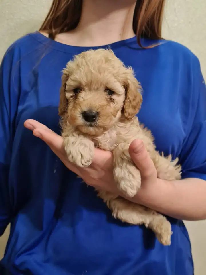 Продам щенков Той пуделя, фотография 3