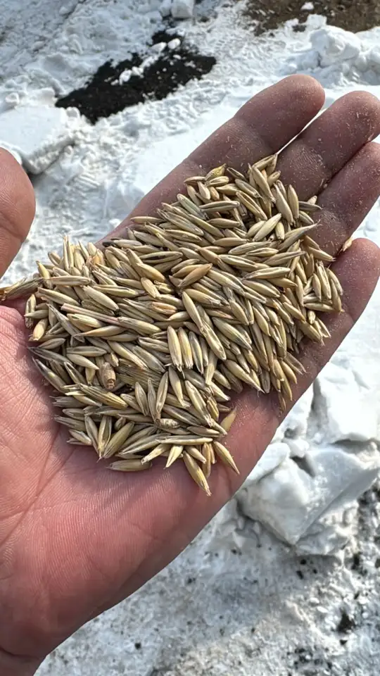 Зерно в мешках, отруби, мука, сечка, ячмень, овес, фотография 2