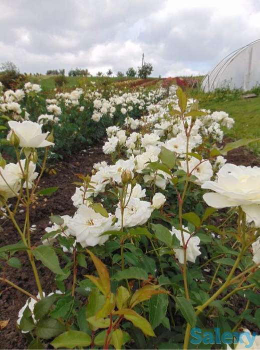 Саженец розы вьющейся и плетистой Сербия, фотография 6