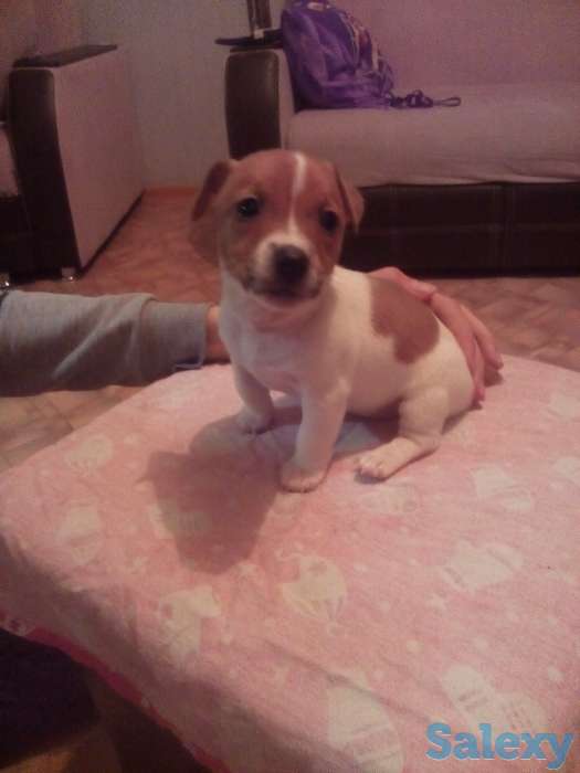 Продам предлагаем к продаже щенков, фотография 4