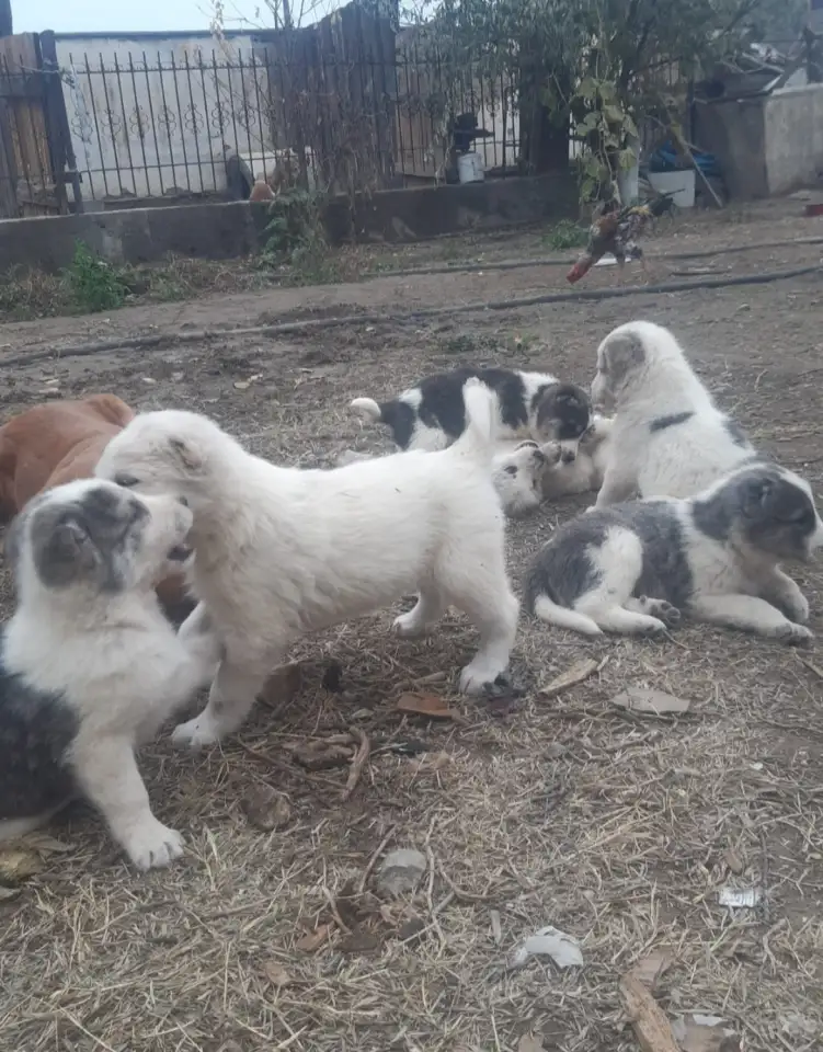 Продается ПАРОДИСТЫЕ щенки! Срочно, фотография 2