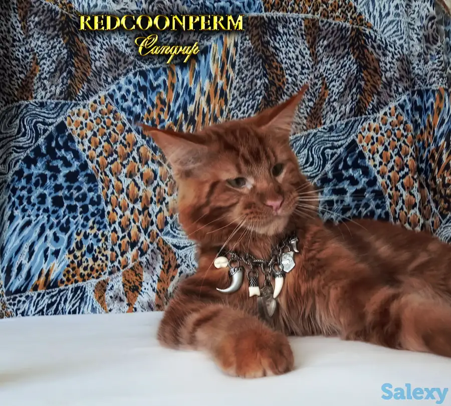 Мейн Кун красный солид. Шоу класс. Питомник, фотография 5