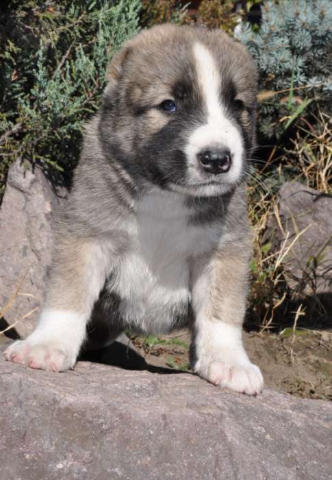 Шикарная девочка САО-алабай с родословной, фотография 1