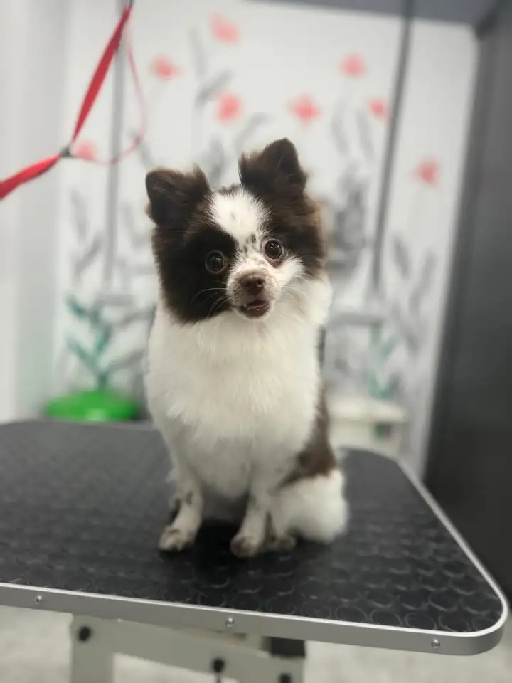 Собака шпиц Померанский, фотография 6