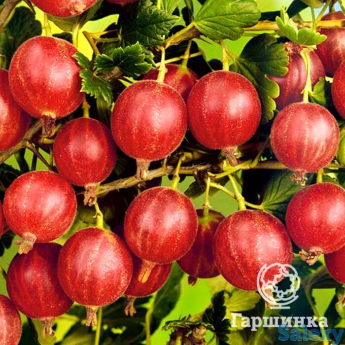 Крыжовник Сеянец Лефора, фотография 1