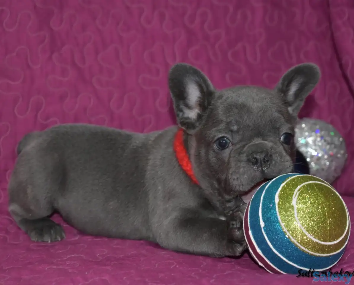 Голубого окраса французы с доставкой по кз, фотография 1