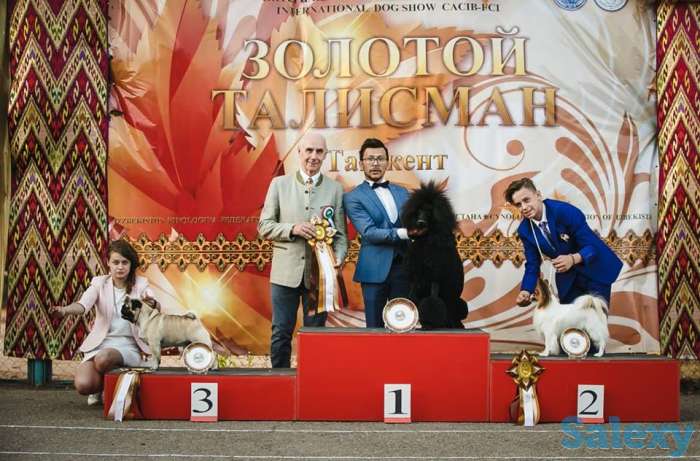 щенки королевского пуделя, фотография 7