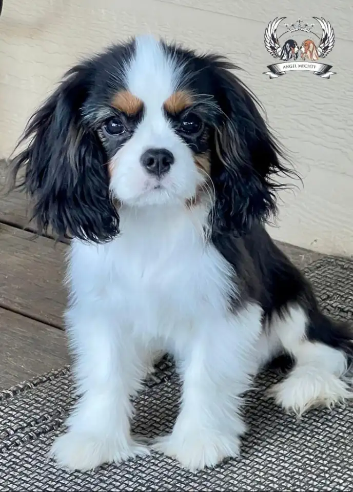 Профессиональный питомник ANGEL MECHTY., фотография 8