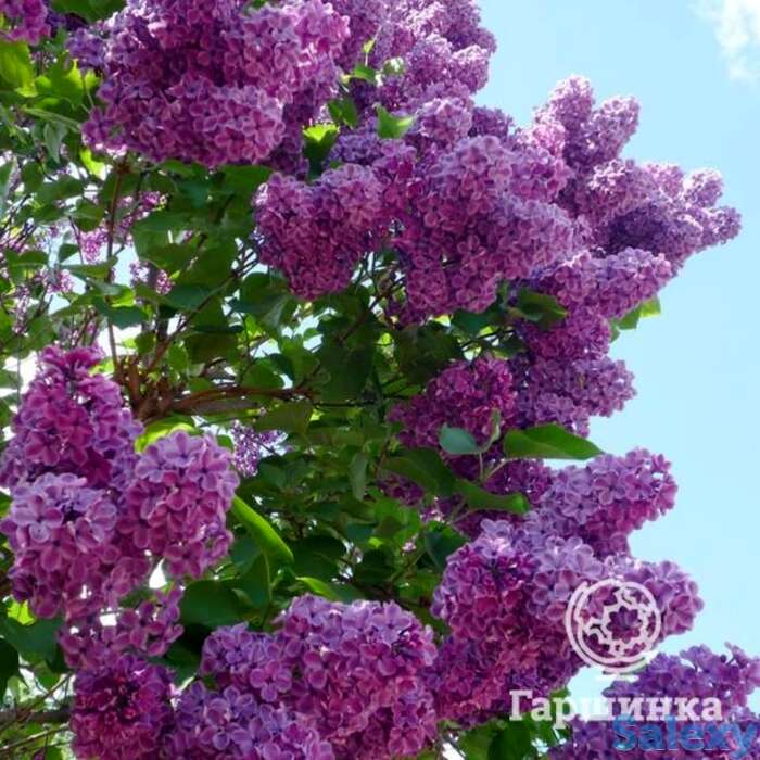 Сирень сумерки, фотография 1