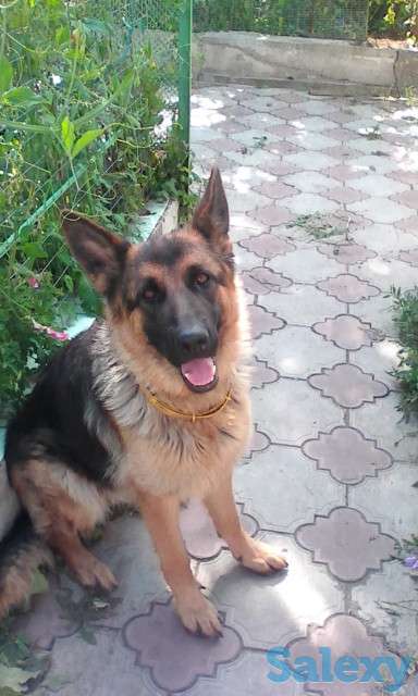 Продаются щенки немецкой овчарки с родословной, фотография 1