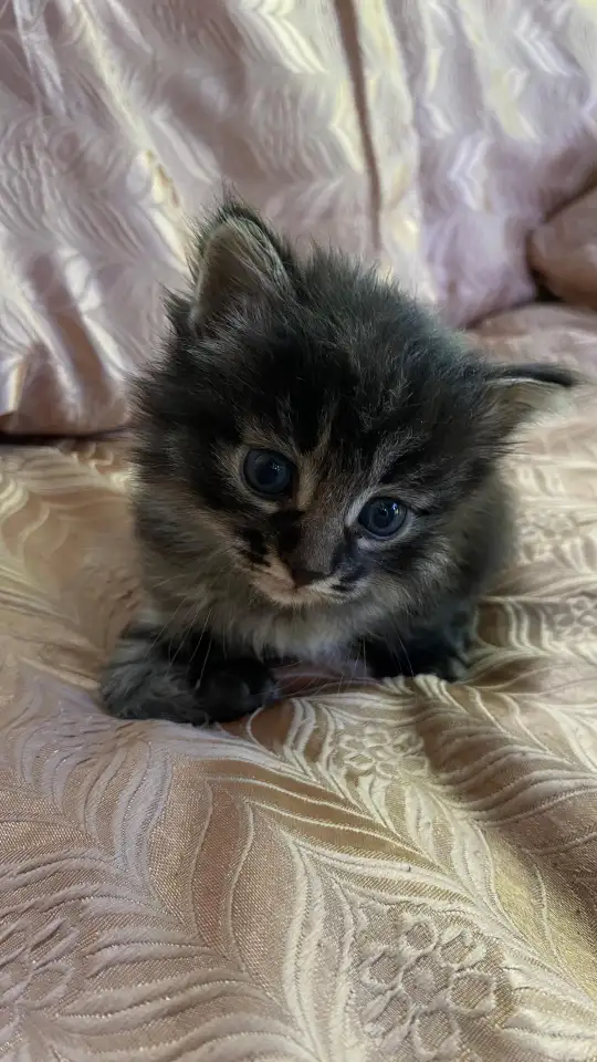 Отдам котят в хорошие руки, фотография 3