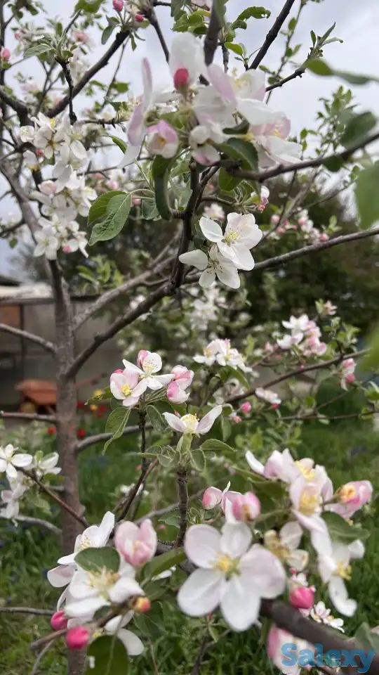 Продам большой дом с двумя входами отдельно и 24 сотки земли, фотография 7