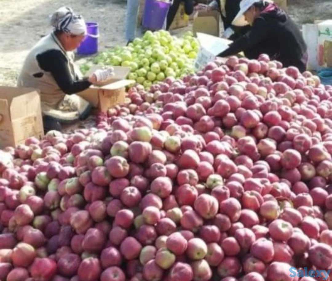 Плодово-ягодный объект (промышленный)., фотография 8