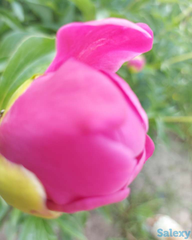 Пионы букеты Пионы с сада, фотография 5